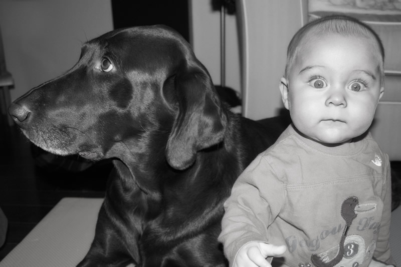 Who Let the Dog In by Jennifer